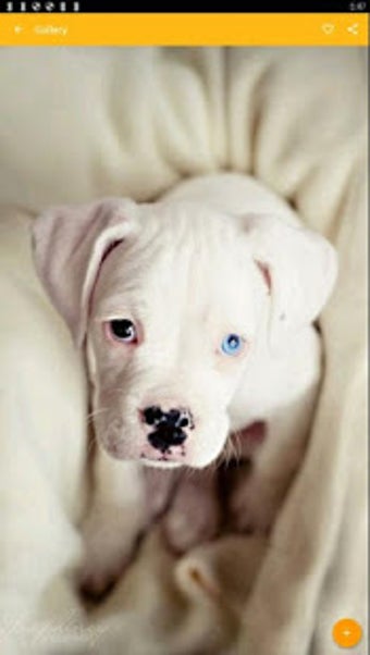 Image 2 for American Bulldog Wallpape…