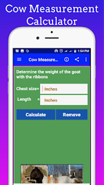 Image 2 for Cow Measurement Calculato…