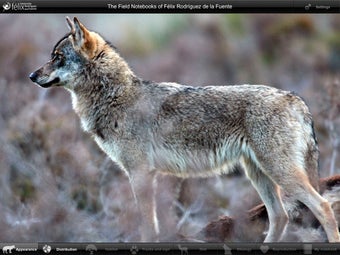 Image 3 for iFelix-WOLF Lite