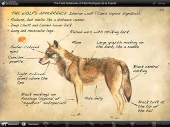 Image 0 for iFelix-WOLF Lite