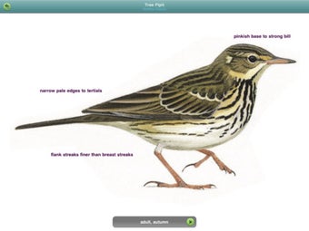 Image 1 for Birds of Britain and Irel…