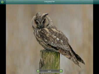Image 6 for Birds of Britain and Irel…