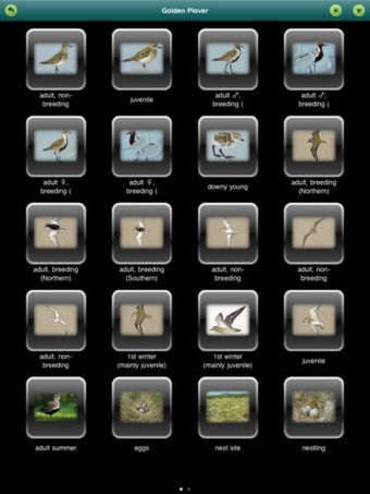 Image 5 for Birds of Britain and Irel…