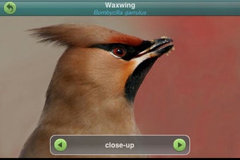 Image 3 for Birds of Britain and Irel…