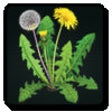 Icon of program: Weedalert