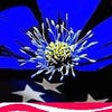 Icon of program: Wildflowers USA