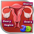 Icono de programa: Female Reproductive Syste…