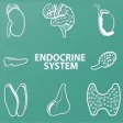 Icon of program: Endocrine System Biology …
