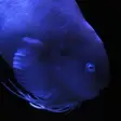 Icon of program: Fish in Aquamarine-FUKUSH…