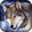 Icono de programa: 3d Wild Wolf Hunting Jung…