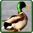 Icon of program: Duck Hunting Calls Free