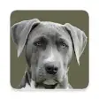 Icon of program: All Dog Breed Profiles