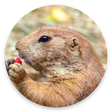 Icono de programa: DiggieDog: A Gopher Clien…