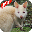 Icono de programa: Kangaroo Wallpaper