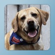 Icon of program: Toddler Animal Sounds and…