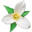 Icon of program: Washington Wildflowers