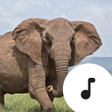 Icono de programa: Elephant Sounds