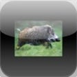Icon of program: Trophy Boar