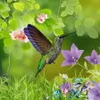 Icon of program: Hummingbirds wallpaper