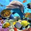 Icon of program: Aquarium Fish Live Wallpa…