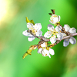 Icono de programa: Spring Garden Live Wallpa…
