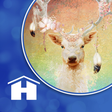 Icon of program: The Spirit Animal Oracle