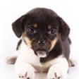 Icon of program: Talking Dog