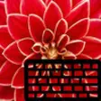 Icon of program: Flowers Keyboard