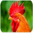 Icon of program: Rooster sounds