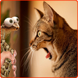 Icono de programa: Funny Videos - Try not la…