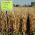 Icon of program: ઘઉન મડ વવતરન ખત ચવઓ