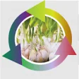 Icon of program: Garlic Farmers Success