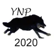 Icon of program: Yellowstone Wolves 2020