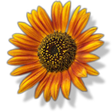 Icon of program: FormosaAuditor Vulnerabil…
