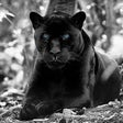 Icono de programa: Black Panther Hd Wallpape…