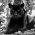 Icon of program: Black Panther Hd Wallpape…