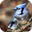 Icon of program: Blue Jay. Birds Wallpaper…