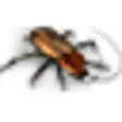 Icon of program: Pandoras Pests