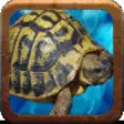 Icon of program: Fast Turtle