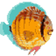 Icon of program: English French Dictionary