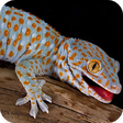 Icono de programa: Gecko Sounds