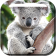 Icono de programa: Cute Koala Live Wallpaper