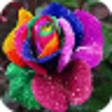 Icon of program: Exotic Flowers