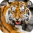 Icono de programa: Tiger Wallpaper HD : back…
