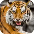 Icon of program: Tiger Wallpaper HD : back…