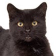Icon of program: Talking Black Cat