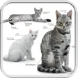Icon of program: Cats Species