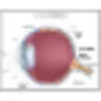 Icon of program: Cataract Daily Checklist