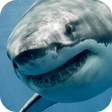 Icono de programa: 4K Great White Shark Vide…