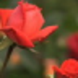 Icon of program: Magic roses live wallpape…